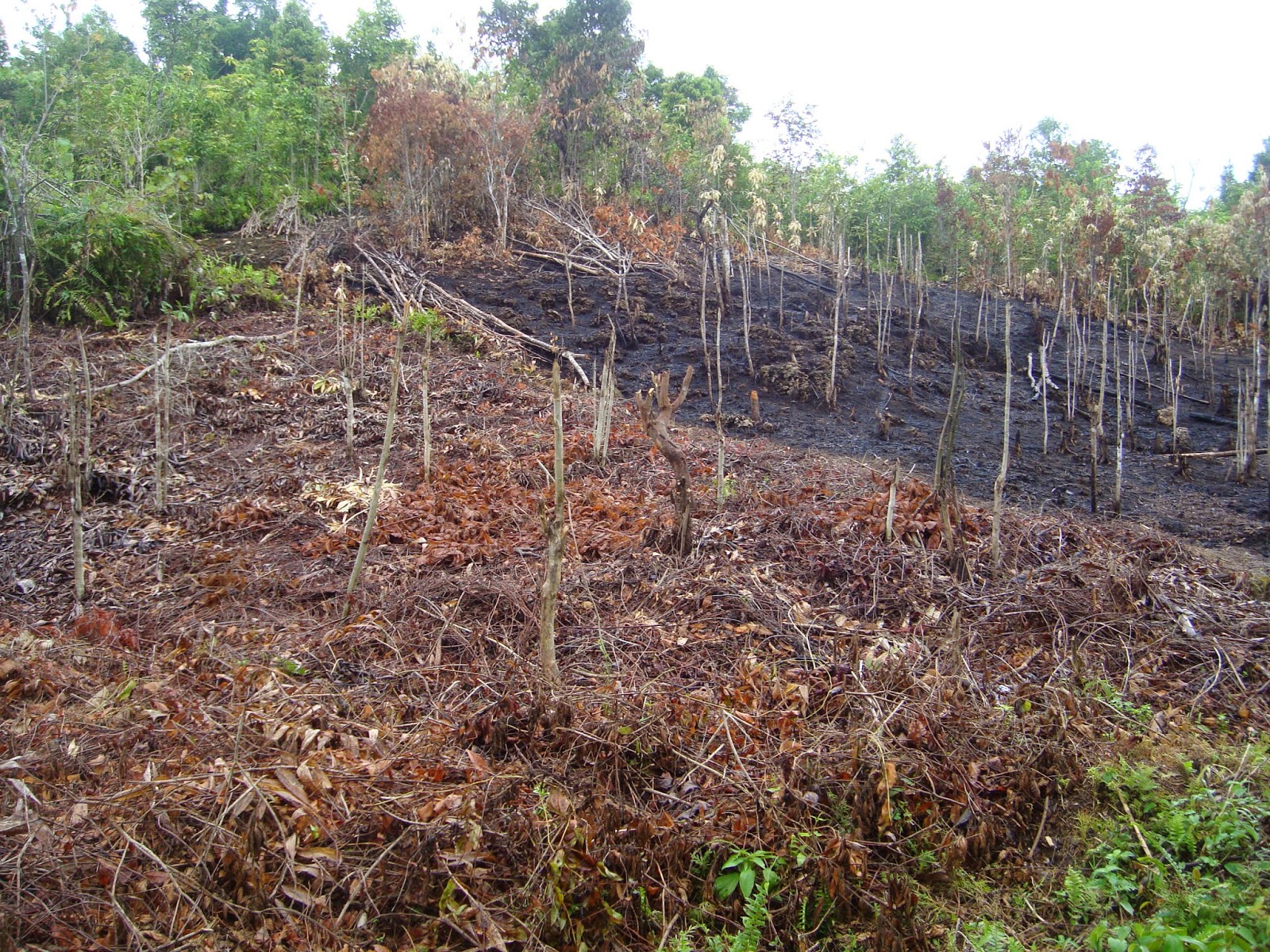 Hutan Primer Indonesia Terus Berkurang, Ancaman Nikel Meningkat