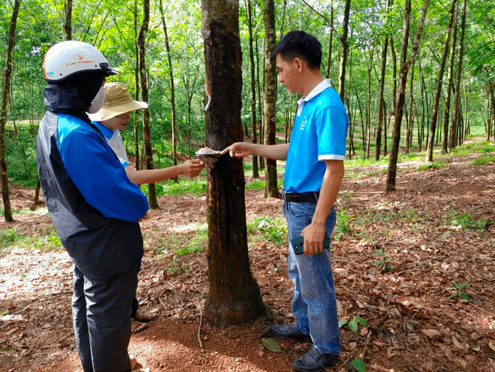 Huy Anh Rubber Co., Ltd. Gandeng KOLTIVA Penuhi Kepatuhan EUDR dan Perkuat Posisi di Pasar Uni Eropa, jannonews.com