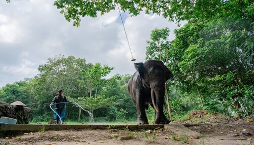 Proyek Gajahlah Way Kambas : LindungiHutan Angkat Isu Gajah Sumatera, jannonews.com