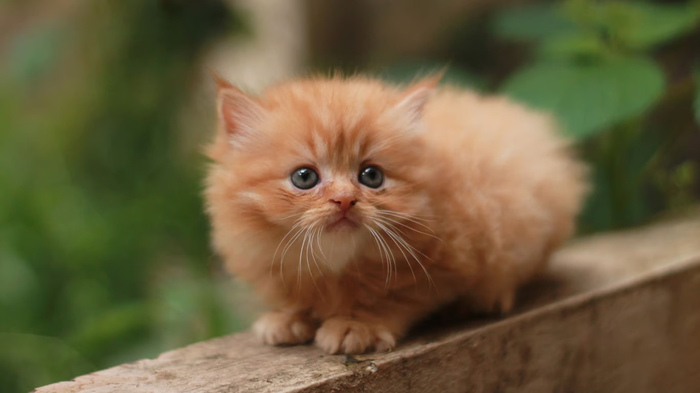 Kitten Persia Suka Apa? Tips Membuatnya Nyaman di Rumah, jannonews.com